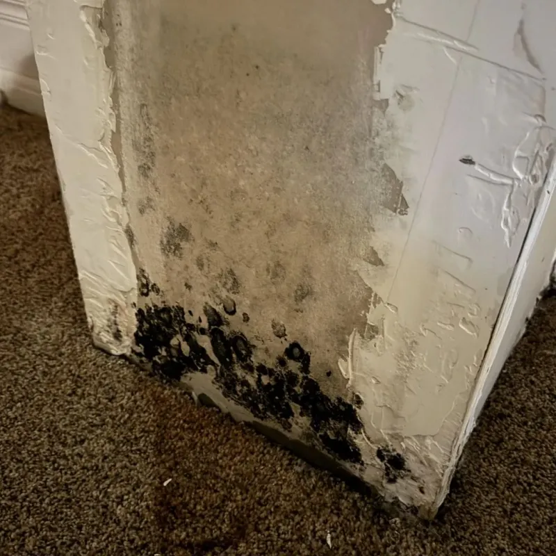 Professional Mold Removal in Fremont, OH